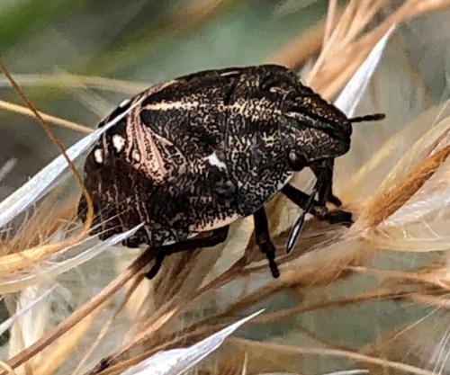 Eurygaster testudinaria